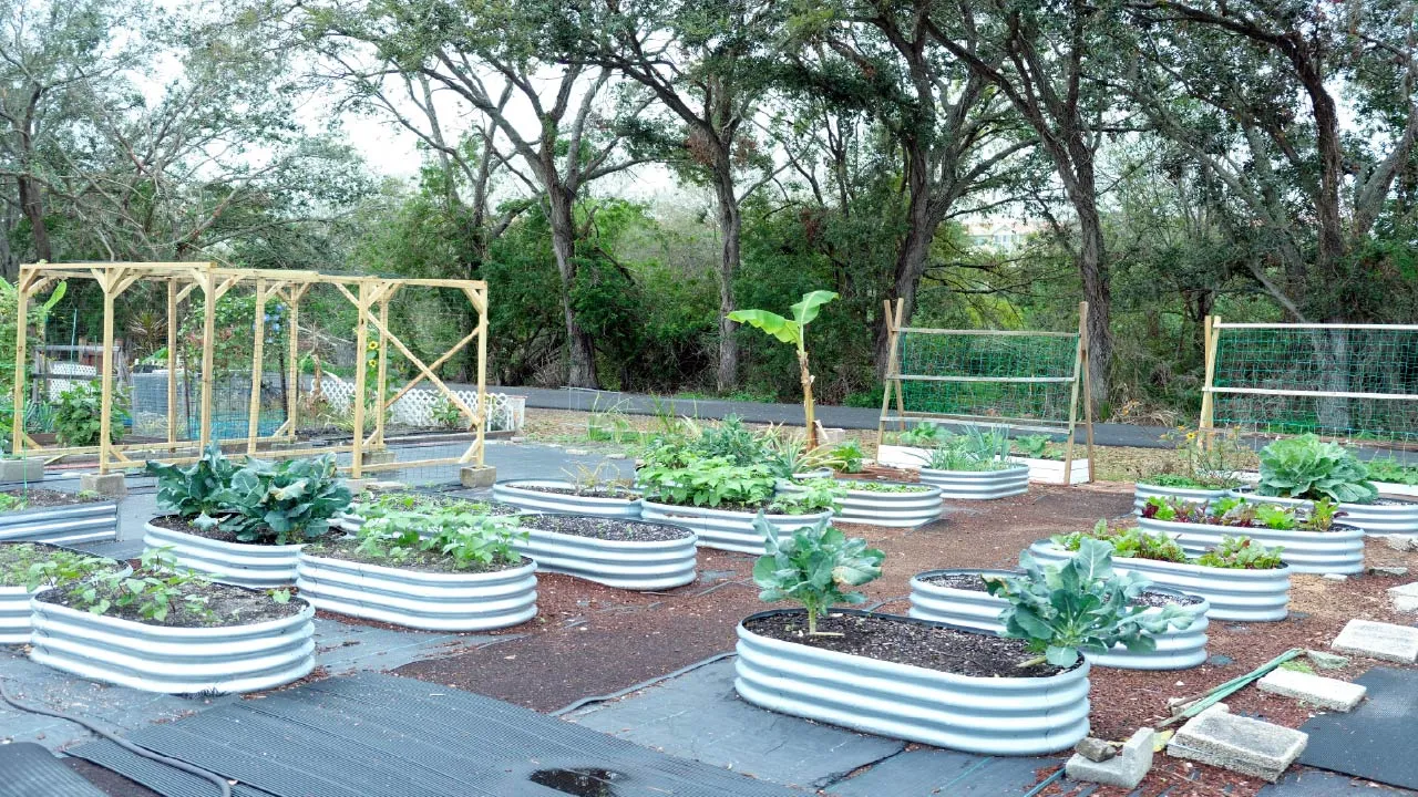 Live oak tree trimming by certified arborist