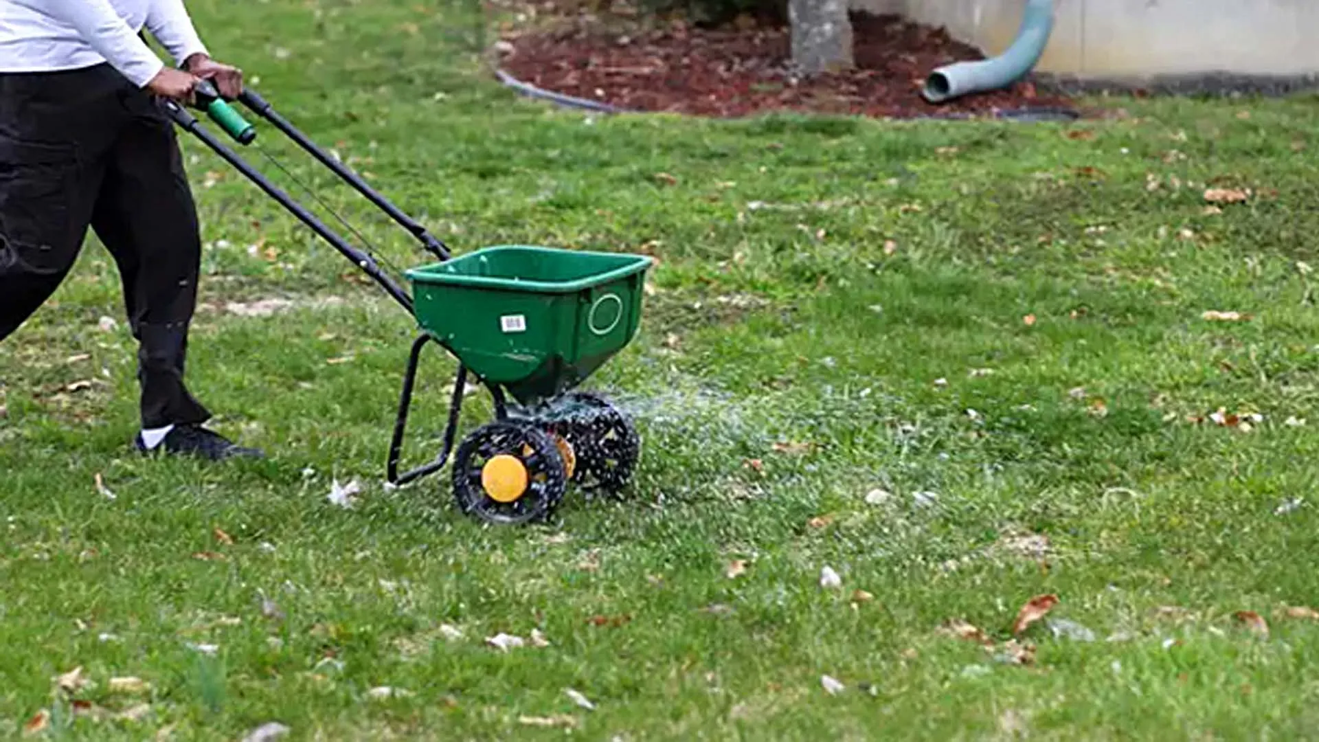 Arborist trimming large oak tree in Austin neighborhood